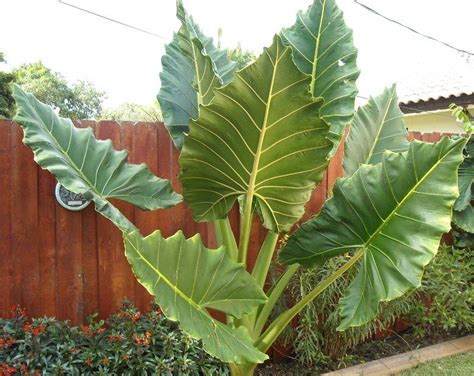 > 65° f height alocasia california is considered a dwarf elephant ear and can reach up to 4' in height. Photo of the entire plant of Upright Elephant Ear ...