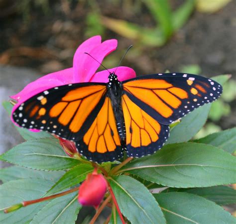 Picture Of A Colorful Monarch Butterfly About Wild Animals