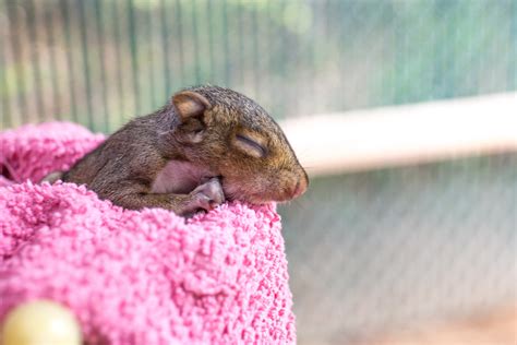 Baby Squirrel Matthew Monarca Photography