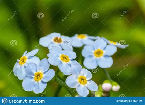 True Forget Me Not Or Water Forget Me Not Myosotis Scorpioides