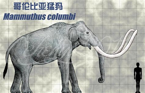 Mammuthus Columbi By Sinammonite On Deviantart