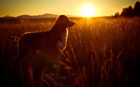 Dog Sunset Wallpapers Hd Desktop And Mobile Backgrounds