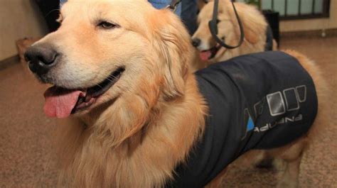 Un Perro De Aduana Detectó 29 Paquetes Con Divisas No Declaradas El