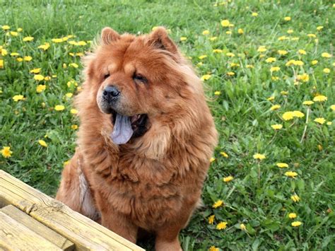 Conheça 5 raças de cachorros de grande porte Dog Vibe