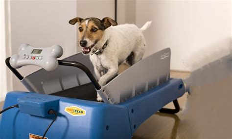 5 Best Dog Treadmills To Keep Them Running Toy Pet Reviews