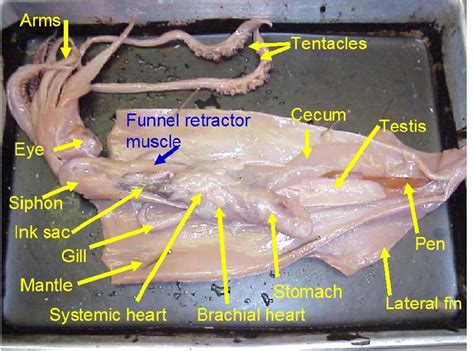 Squid Anatomy Diagram Anatomy Book
