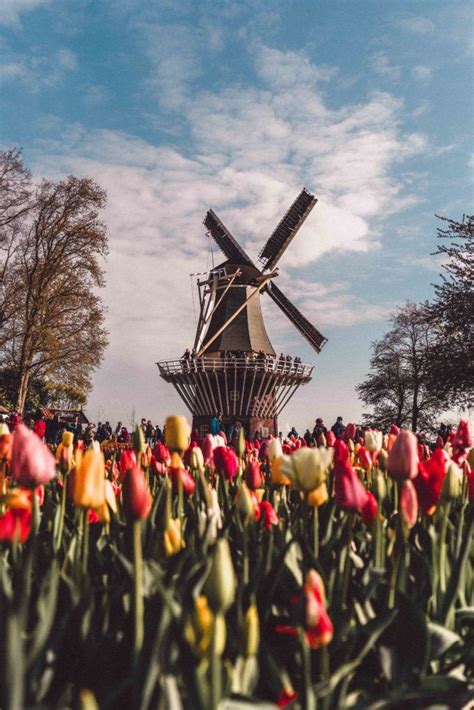 Keukenhof Flower Fields Tour Best Flower Site