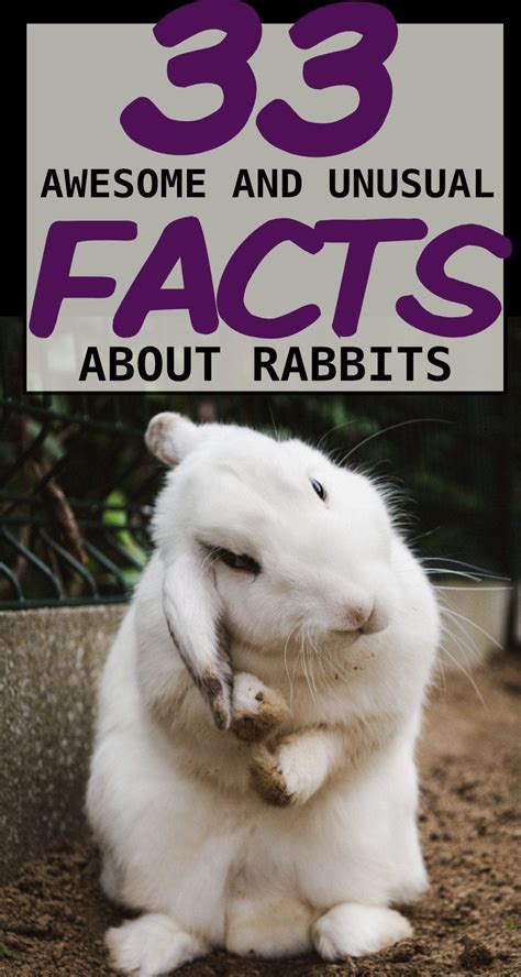 33 Awesome Rabbit Facts To Impress Your Friends In 2020 Pet Bunny