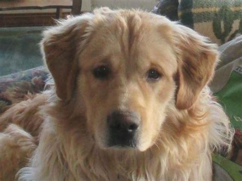 Adopt Golden Bear On Petfinder Golden Retriever Dogs And Kids Dogs