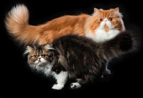 Home cat breeding information persian cat color calculator. The Persian Cat - Cat Breeds Encyclopedia