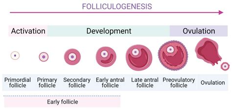 Early Follicles Encyclopedia Mdpi