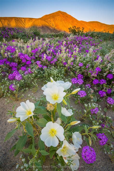 Anza Borrego Desert Wildflower Superbloom Californias Drought Is