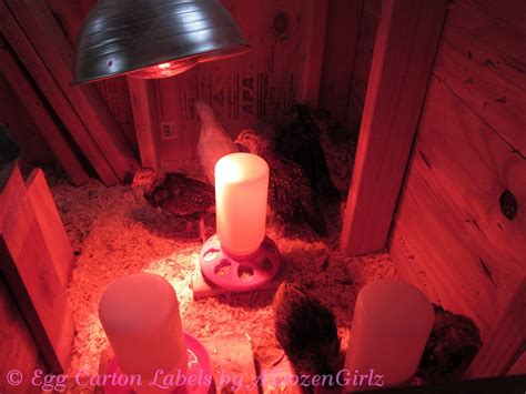 Brooder Safety Fear The Heat Lamp With Images Chicken Brooder