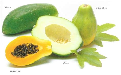 A Guide To Papaya — Varieties Tips And Recipes The Vegan Atlas