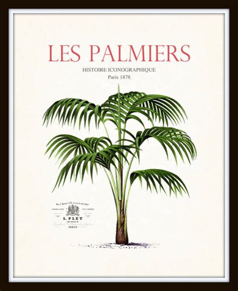 Vintage French Palm Tree Collage No7 Botanical Print Bellebotanica