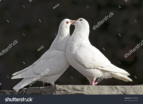 Two Loving White Doves Stock Photo 79090963 Shutterstock