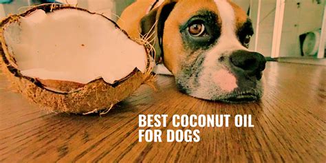 10 Best Coconut Oil For Dogs Essential Fatty Acids Benefits And Faq