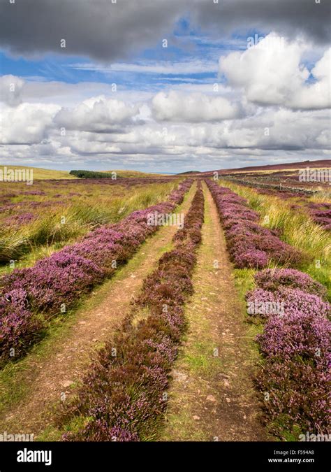 Moorland Track Hi Res Stock Photography And Images Alamy