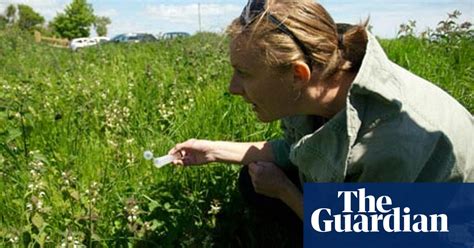 Return Of The Short Haired Bumblebee Gardens The Guardian