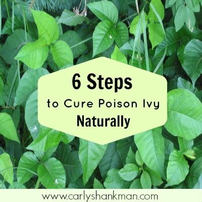 How long does it take for roundup to work on poison ivy. 6 Steps To Naturally Treat Poison Ivy In The Eyes