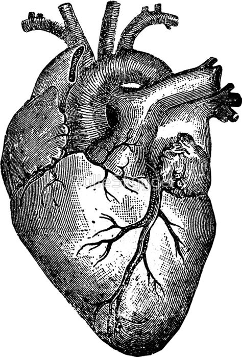 Vintage Anatomical Heart Drawing At Free For Personal