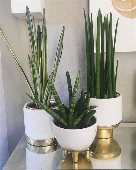 They grow more quickly in brighter light, but strong direct sunlight burns leaves, especially when plants are outdoors. Snake Plants | Succulents Network | Indoor plants, Plant ...