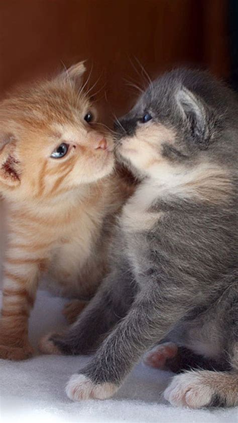 Baby Kitten Kissing Iphone 6 6 Plus And Iphone 54