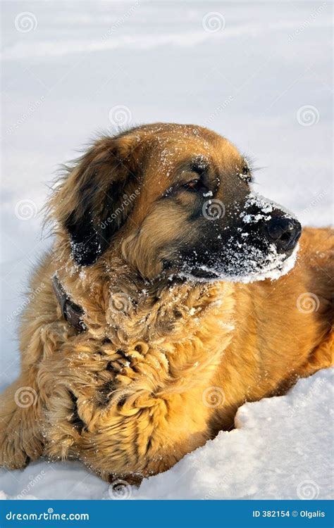 Dog On A Fluffy Snow Stock Photo Image Of Mammal Puppy 382154