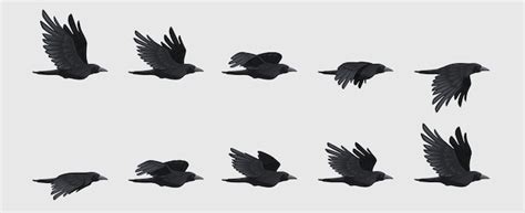 Premium Vector Crow Fly Sequence Black Flying Raven Silhouette Black