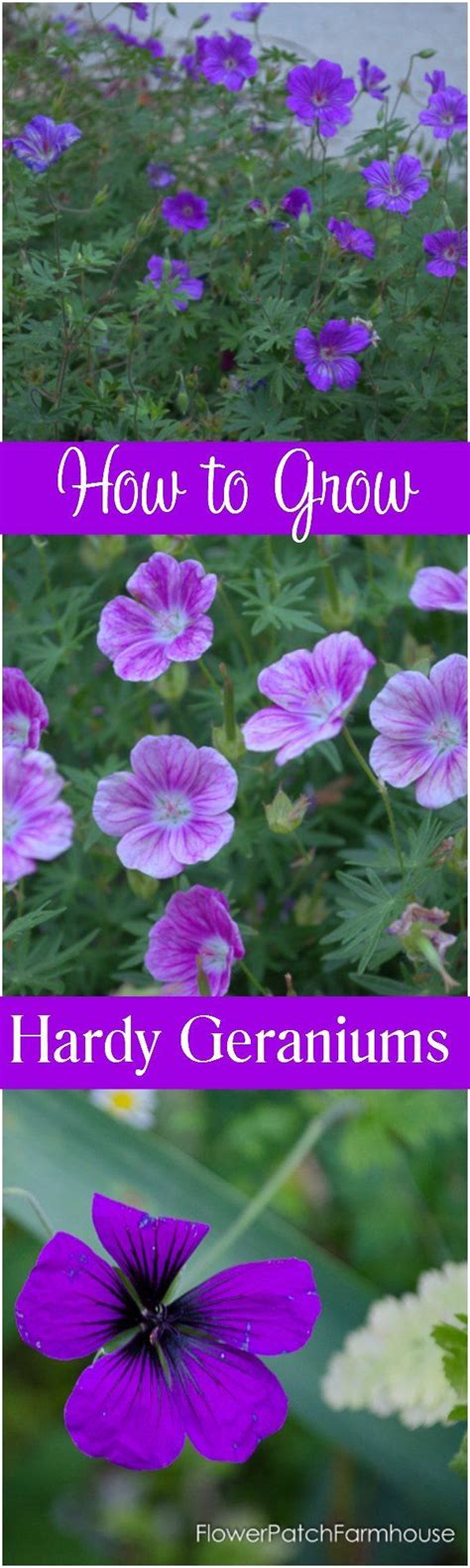 How To Grow Hardy Geraniums Hardy Geranium Cranesbill Geranium