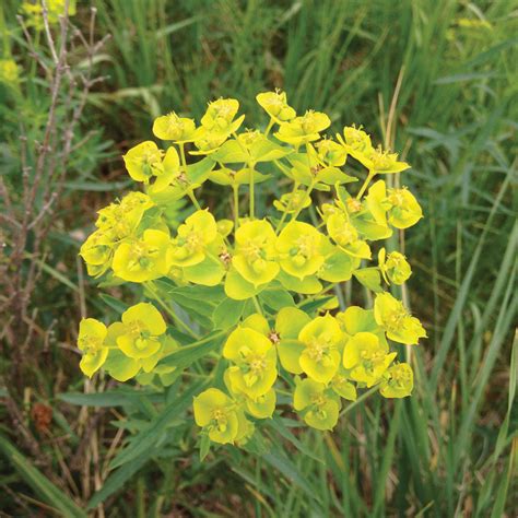 Training Cattle To Eat Leafy Spurge Grainews