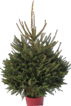 Spring and fall are the best times to plant this tree. 3FT Pot Grown Norway Spruce