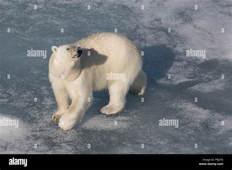 Large Polar Bear On Sea Ice Near Svalbard Stock Photo Alamy