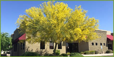 Ornamental trees for sale at front range landscape and nursery are flowering trees that can create a lot of interest within your landscape. 5 Best Yellow Flowering Trees