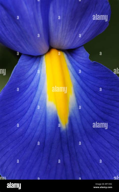 Blue Iris Flower Stock Photo Alamy