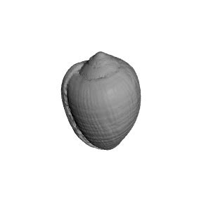 3D Printable Cowrie shell by Virtual Curation Lab png image