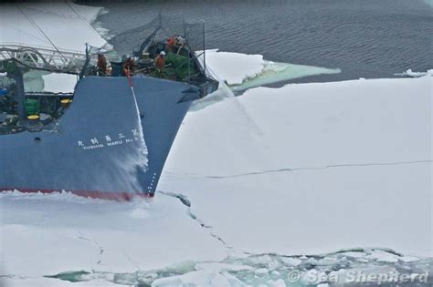 The Yushin Maru 3 Breaking Pack Ice In Its Pursuit Of The Steve Irwin