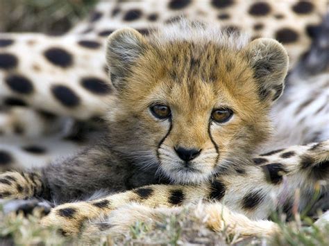 Animals Cheetahs Baby Animals Wallpapers Hd Desktop And Mobile