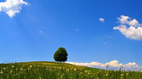 Lonely Tree Beautiful Natural Landscape Wallpaper
