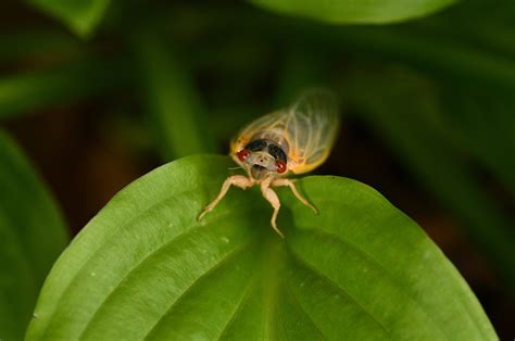 Brood X Cicadas Are Busy And So Are The Scientists Who Study Them