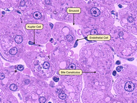 Histology Liver Lobule Lobule And Central Vein And Sinusoidal