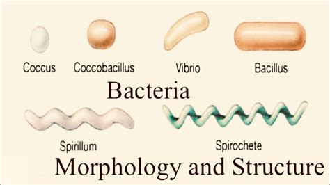 Microbiology Notes Chapter Bacterial Morphology Youtube