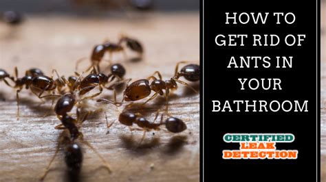 Tiny Black Ants In Bathroom Ph