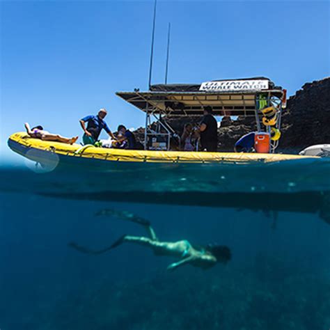 Lanai Snorkeling Tours From Lahaina With Dolphin Watching And Turtles