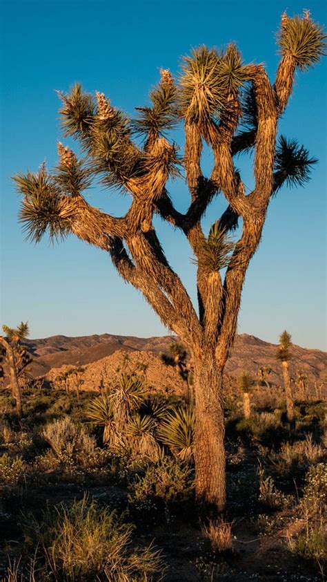 Joshua Tree Wallpapers Wallpaper Cave