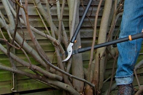 Pruning A Fig Tree With Pictures