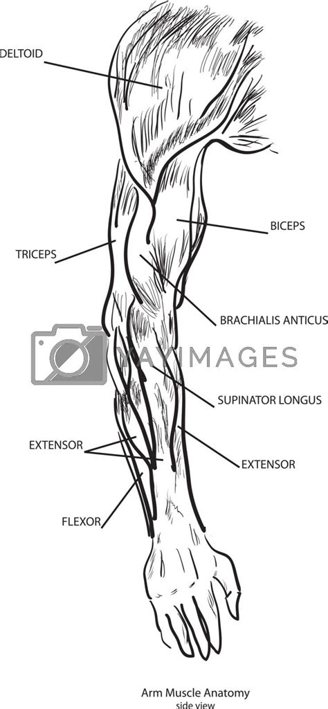 Royalty Free Vector Arm Muscle Anatomy By Vipdesignusa