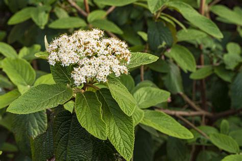 12 Species Of Viburnum Shrubs