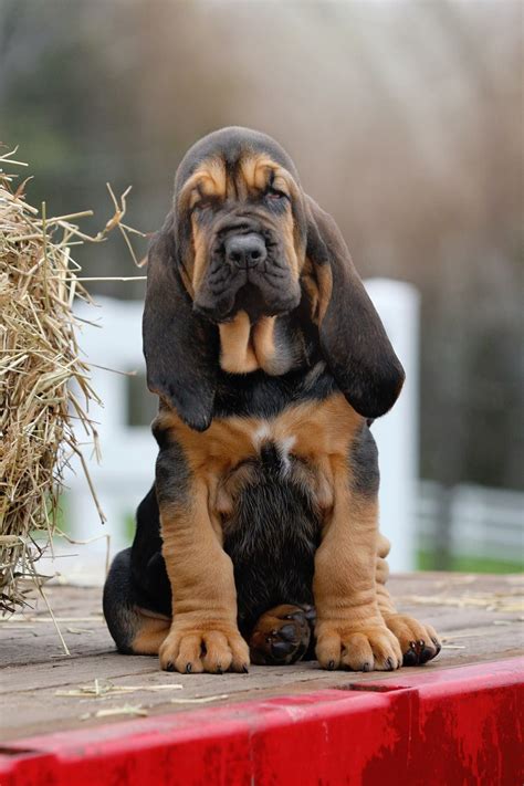 Bloodhound Puppies For Sale Sparta Mi 298949 Artofit