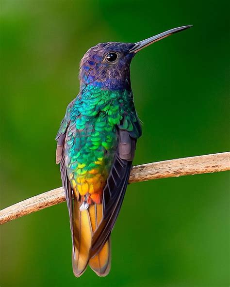 Colorful Animals Colorful Birds Cute Animals Hummingbirds